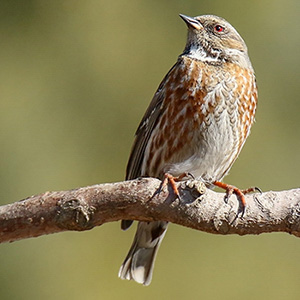 Altai Accentor